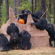 Image for article titled Government Scientists in the U.S. Are Set to End Most Research Done On Chimps